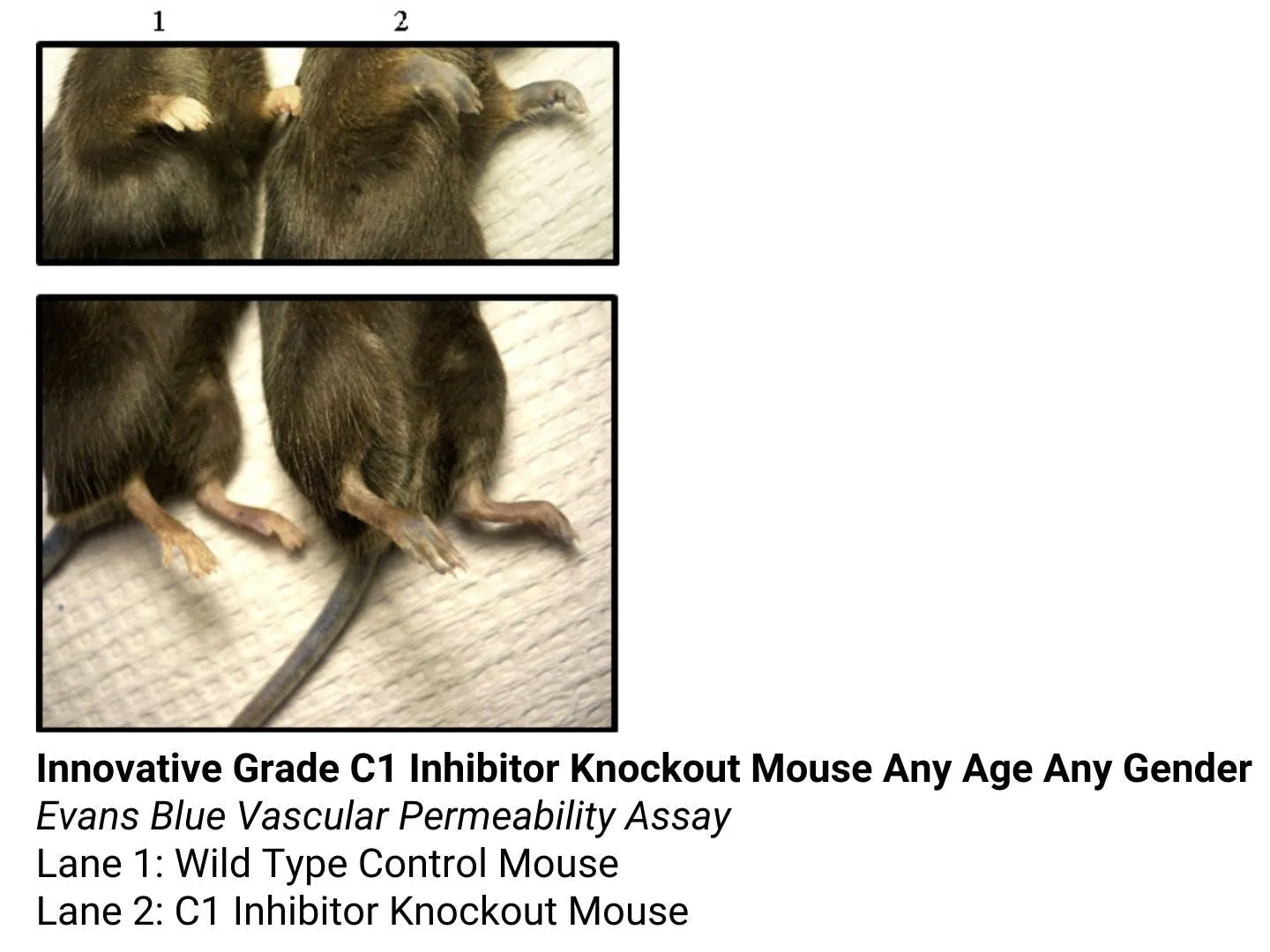 *Innovative Grade C1 Inhibitor Knockout Mouse