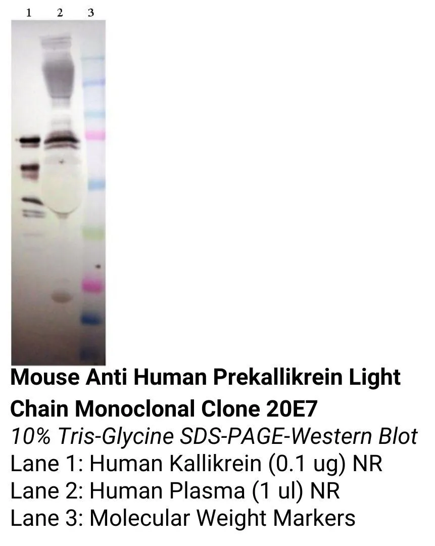 *Mouse Anti Human Prekallikrein Light Chain Monoclonal Clone 20E7