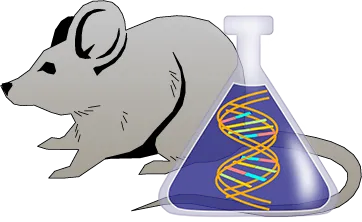 Mouse C1 Inhibitor Genetically Deficient Kidney